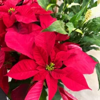 Poinsettia